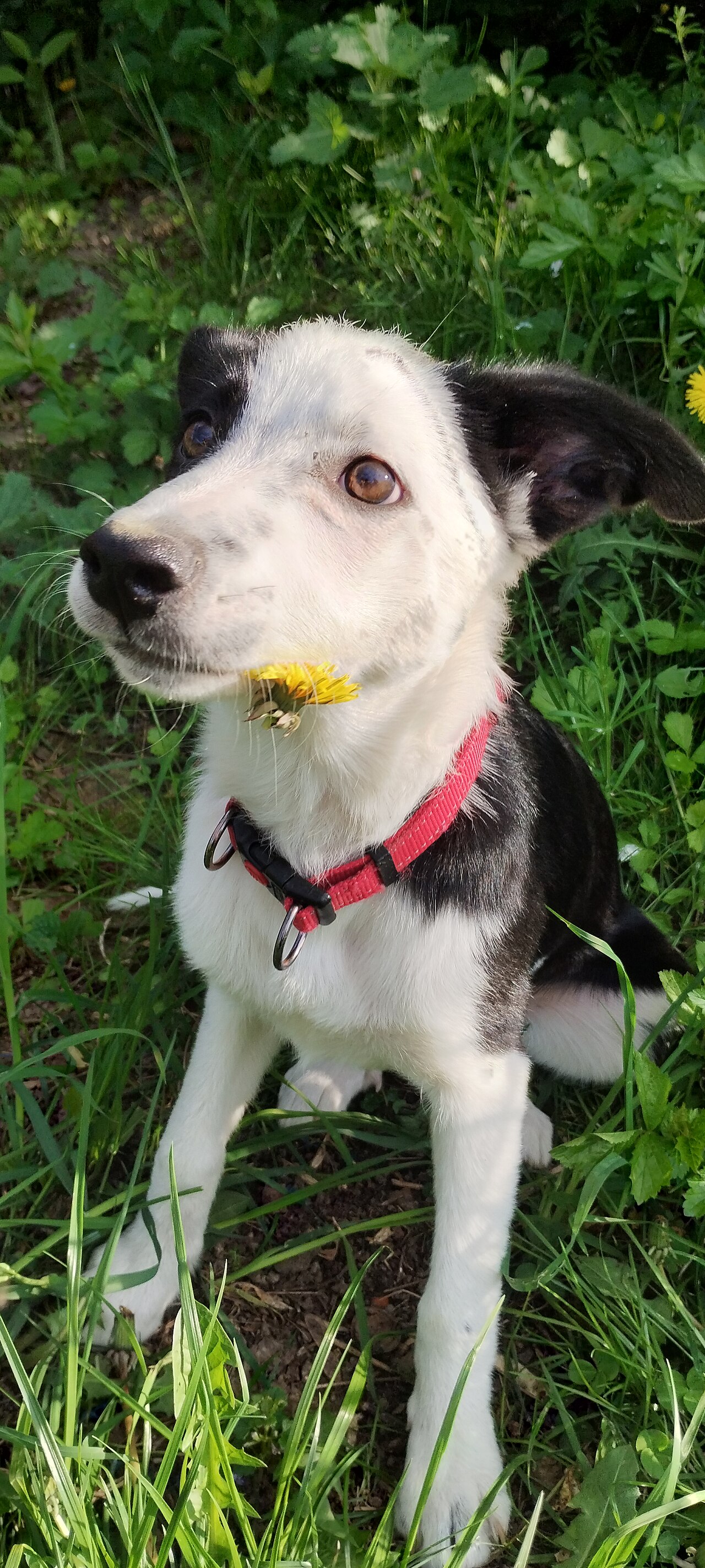 A Border Collie calmly focusing on a dandelion
