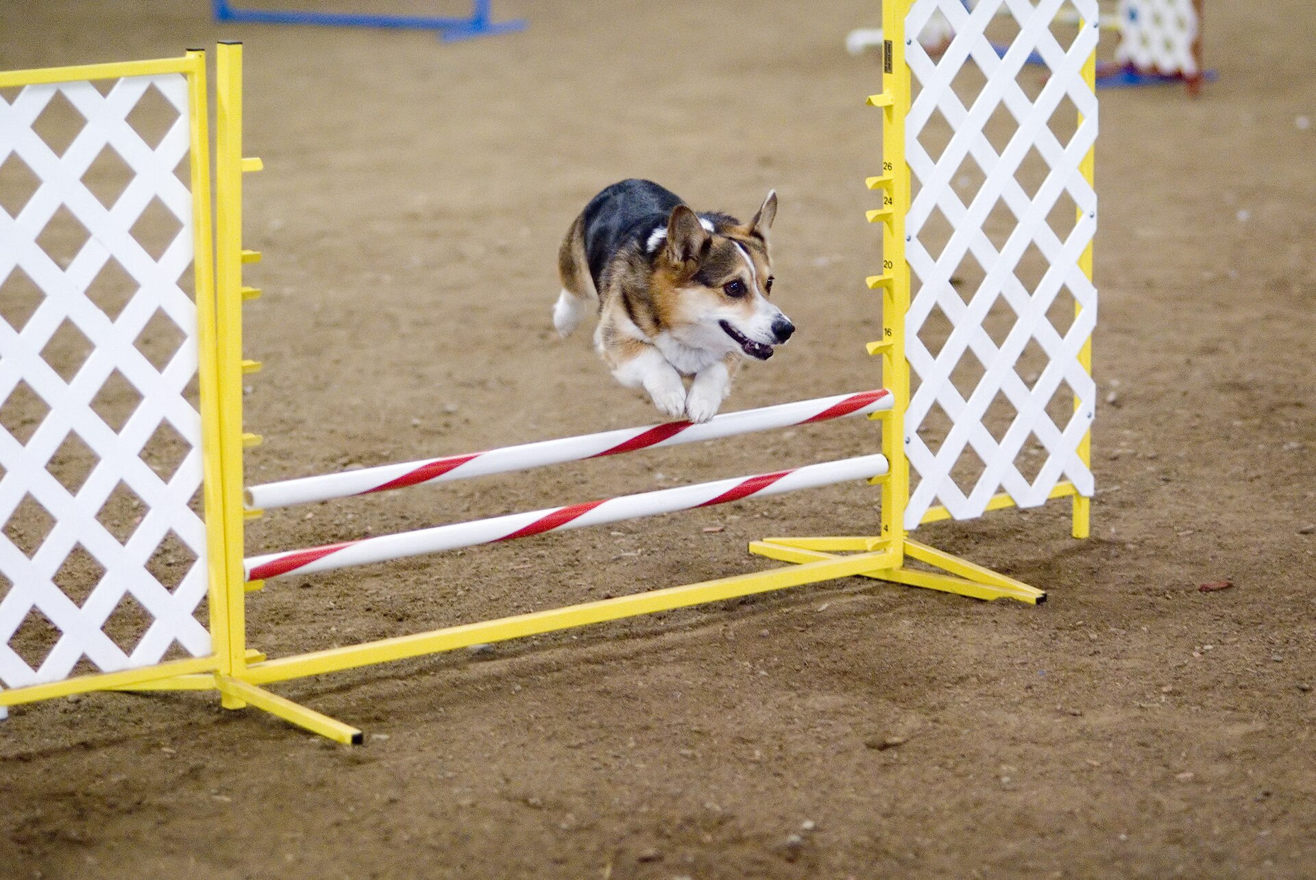 Corgi Personality: Big-Dog Confidence in a Small Body hero image