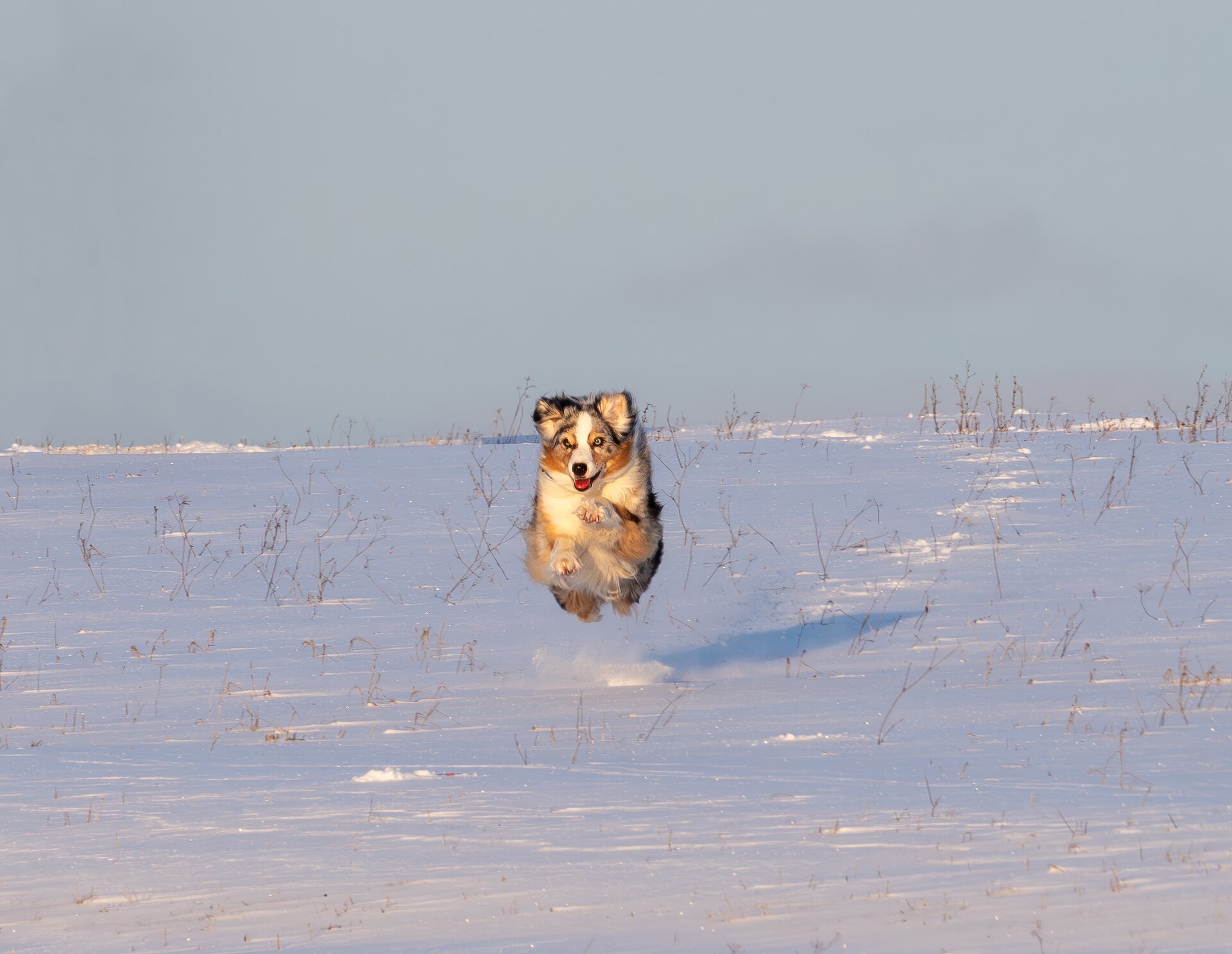 An Australian Shepherd jumping over an obstacle