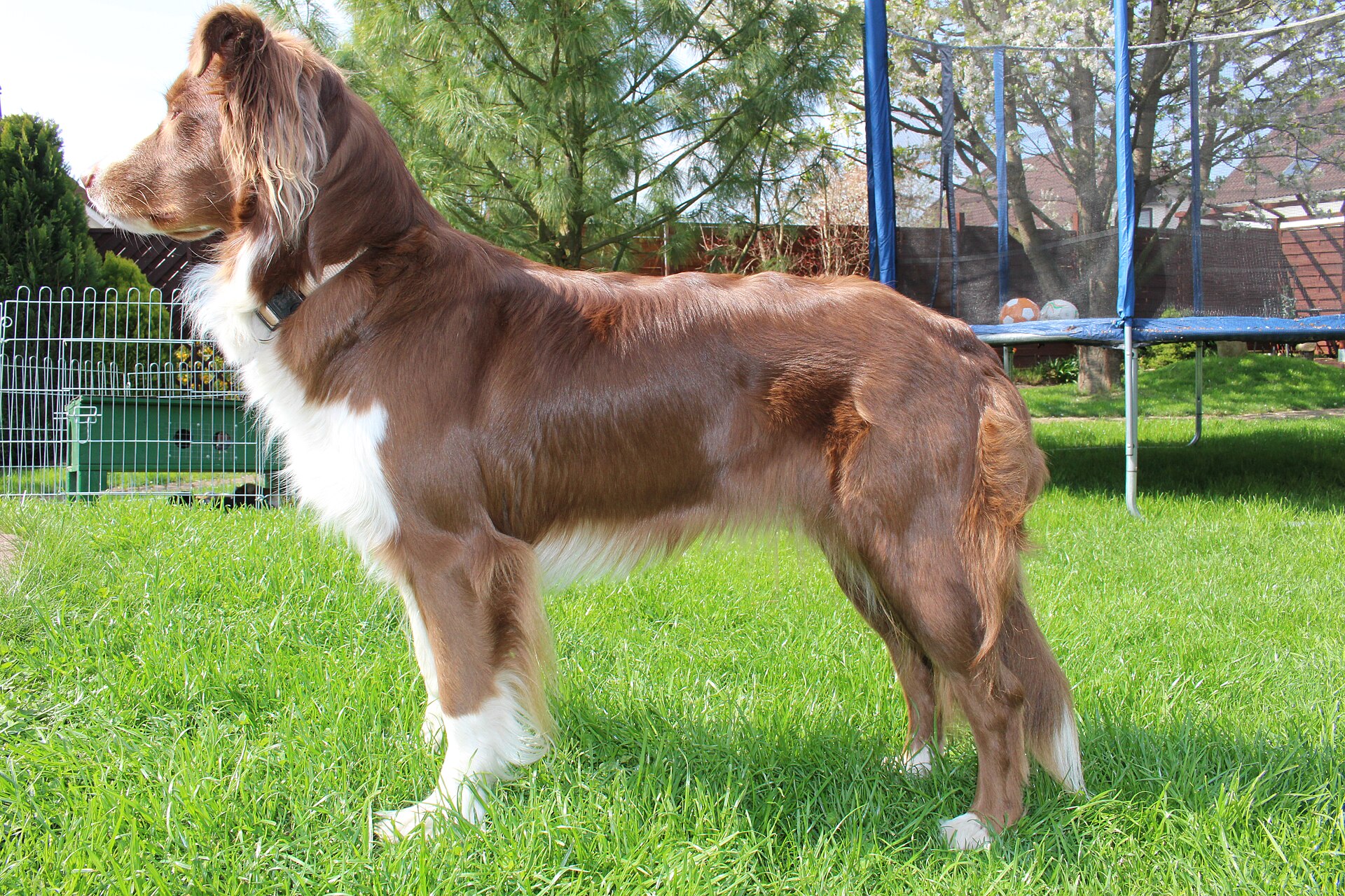 A red bi Australian Shepherd outdoors