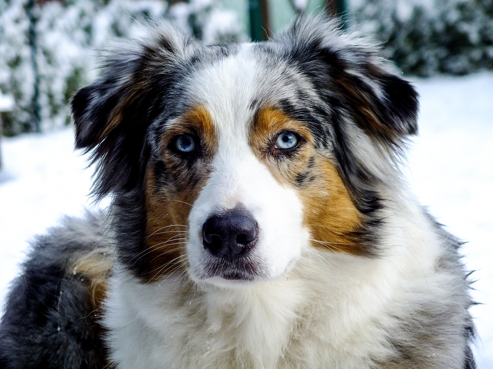A blue merle Australian Shepherd standing in snow
