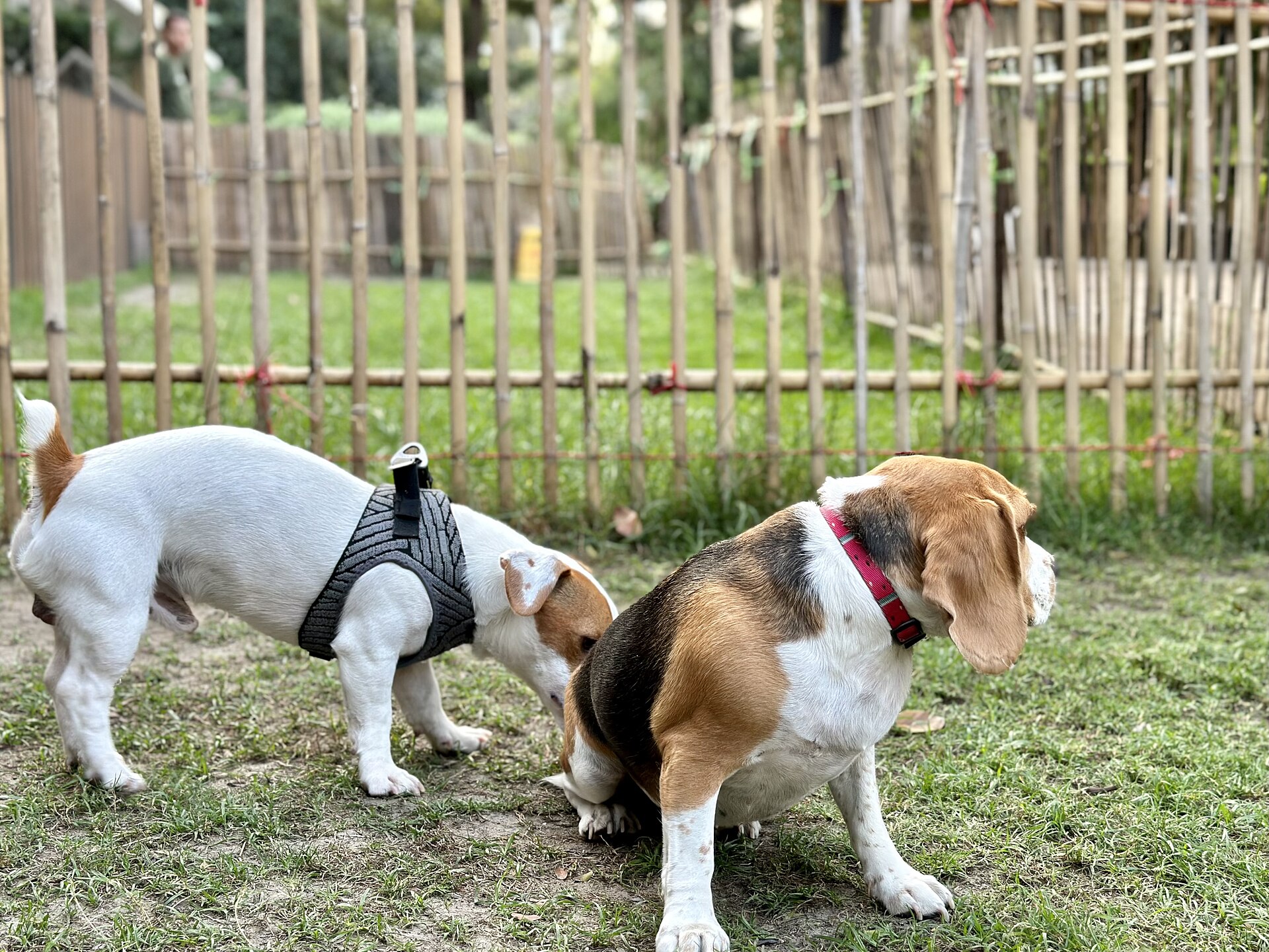 A Jack Russell Terrier standing beside a Beagle, illustrating the terrier's smaller working scale beside a hound.