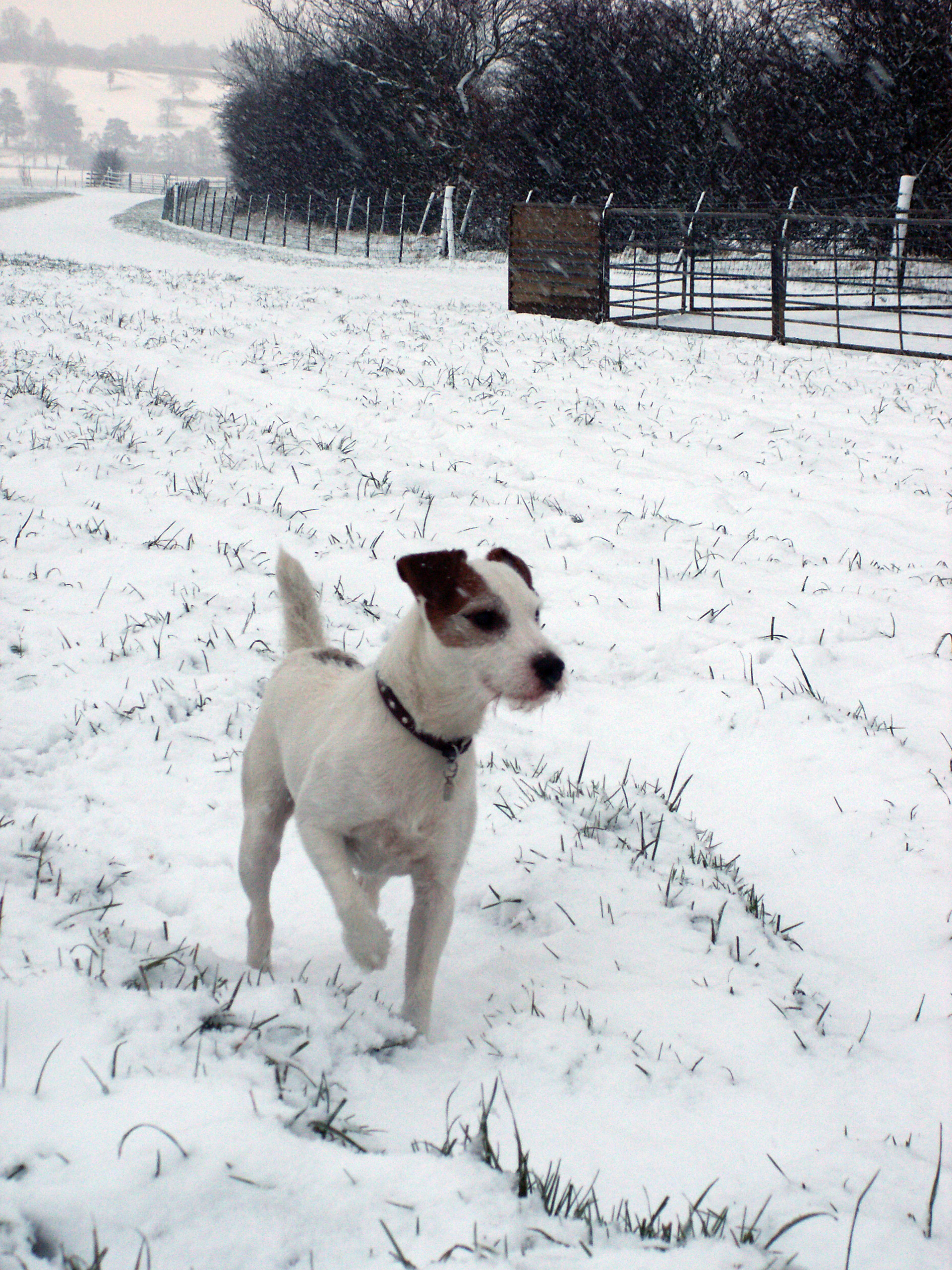A Jack Russell Terrier standing in a snowy field.