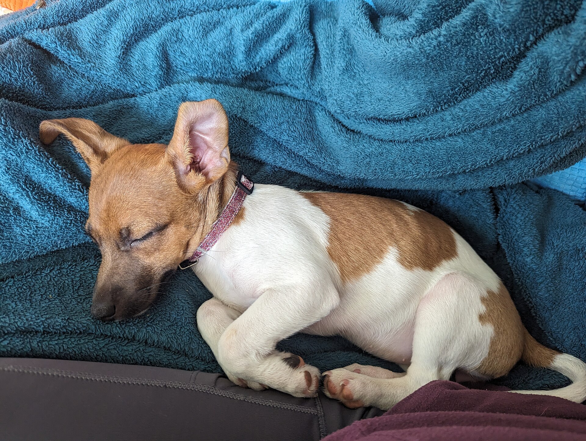 A real Jack Russell Terrier puppy sitting on grass.