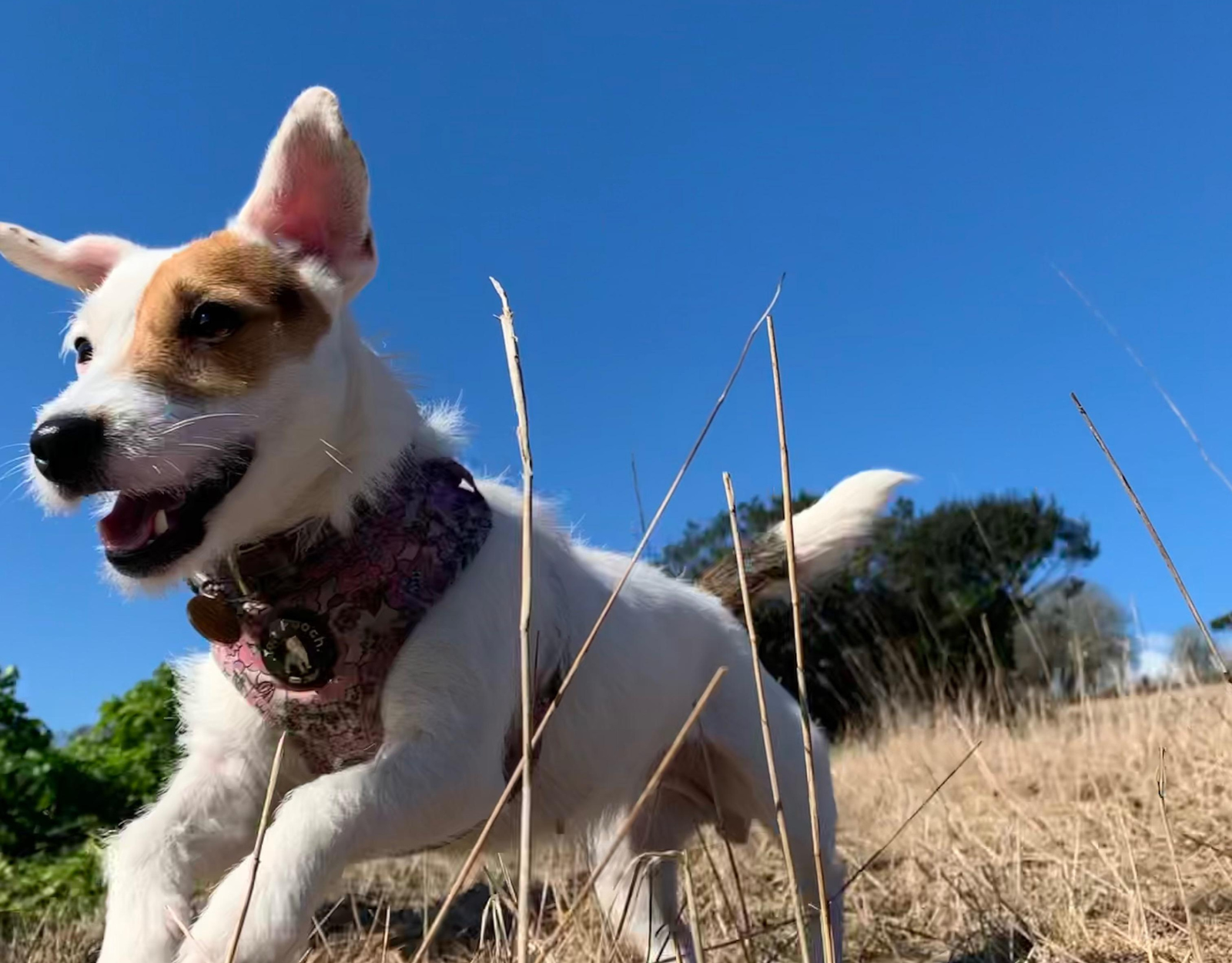 A smooth-coated Jack Russell Terrier moving at speed.