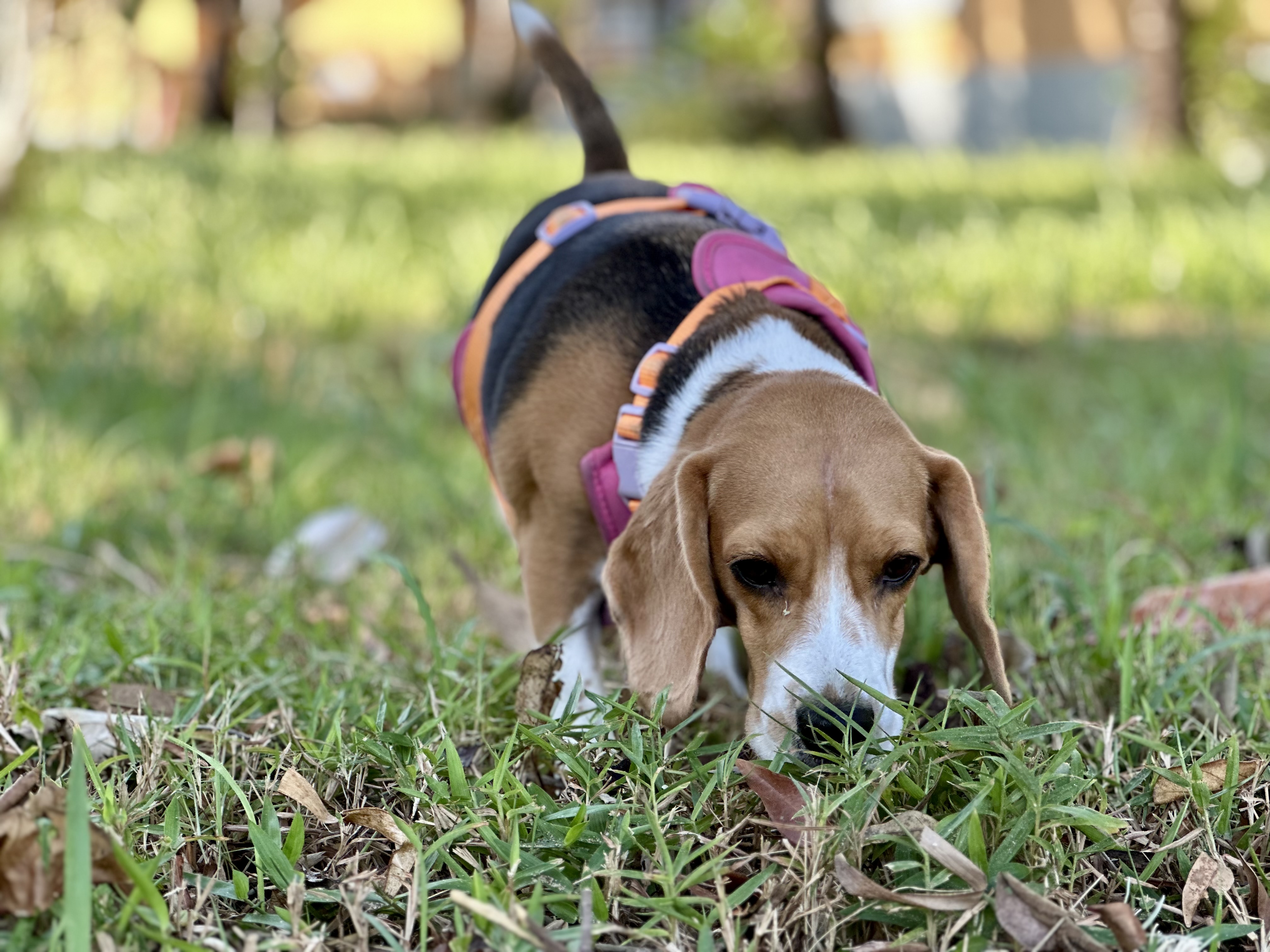 A Beagle following a scent through grass