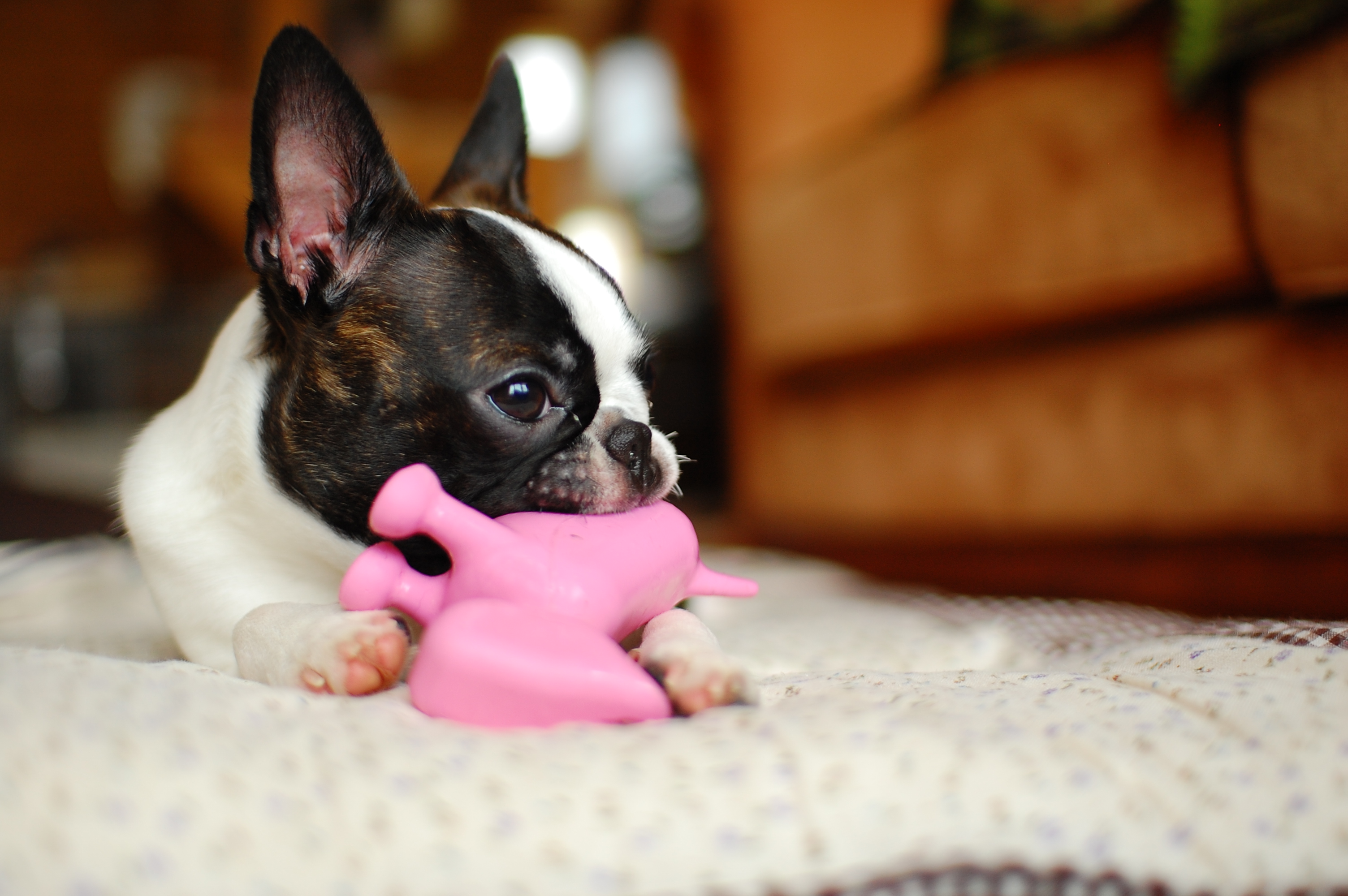 A Boston Terrier engaged with a toy