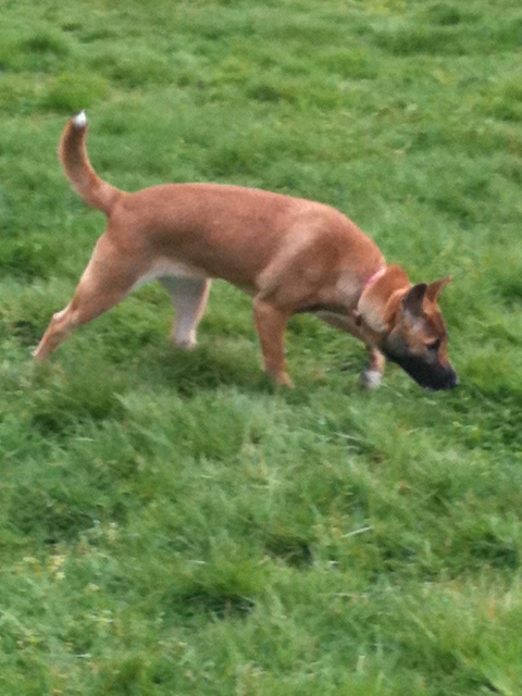 A dog carefully investigating the ground