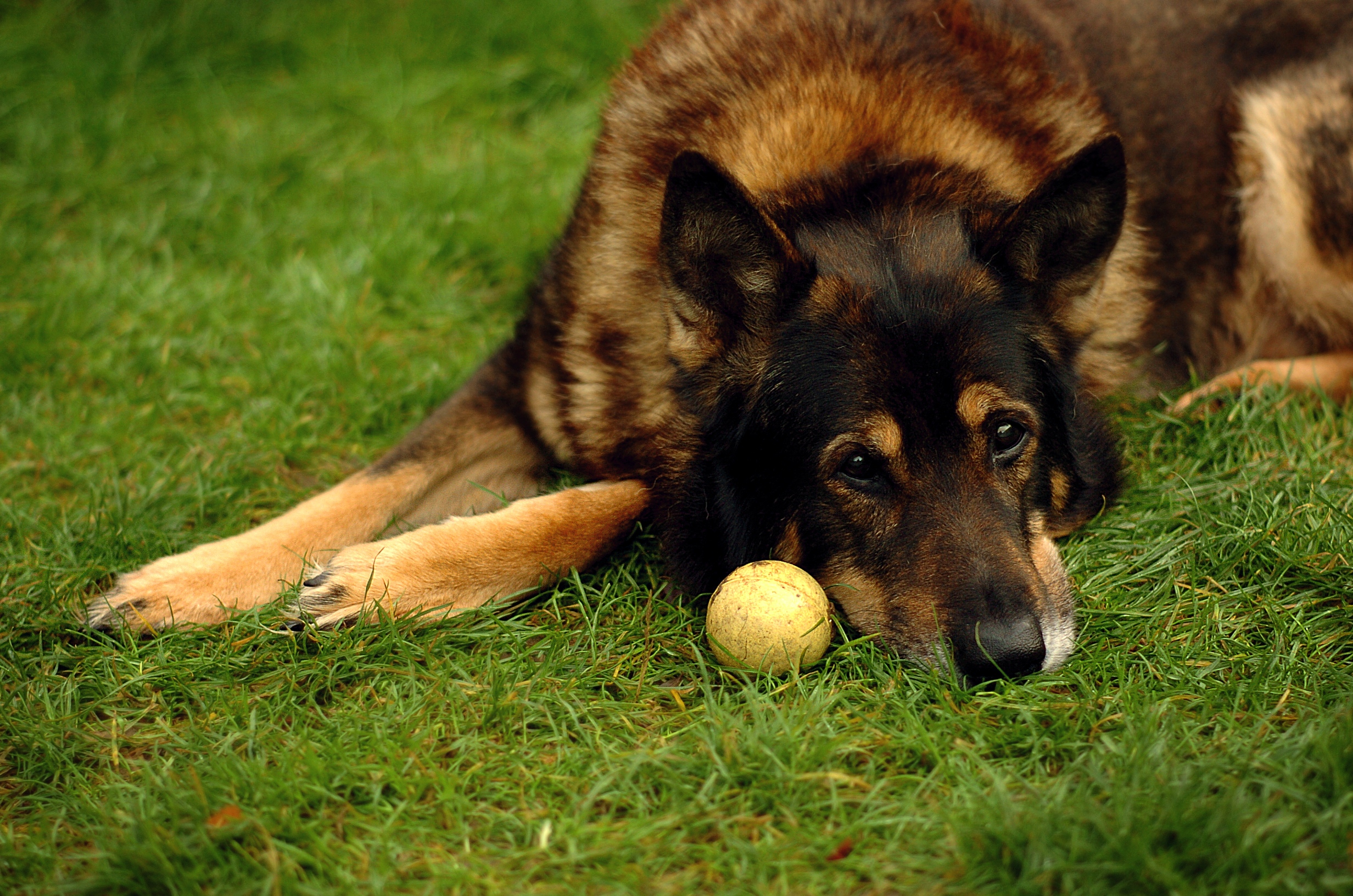 A German Shepherd in a playful bow outdoors.