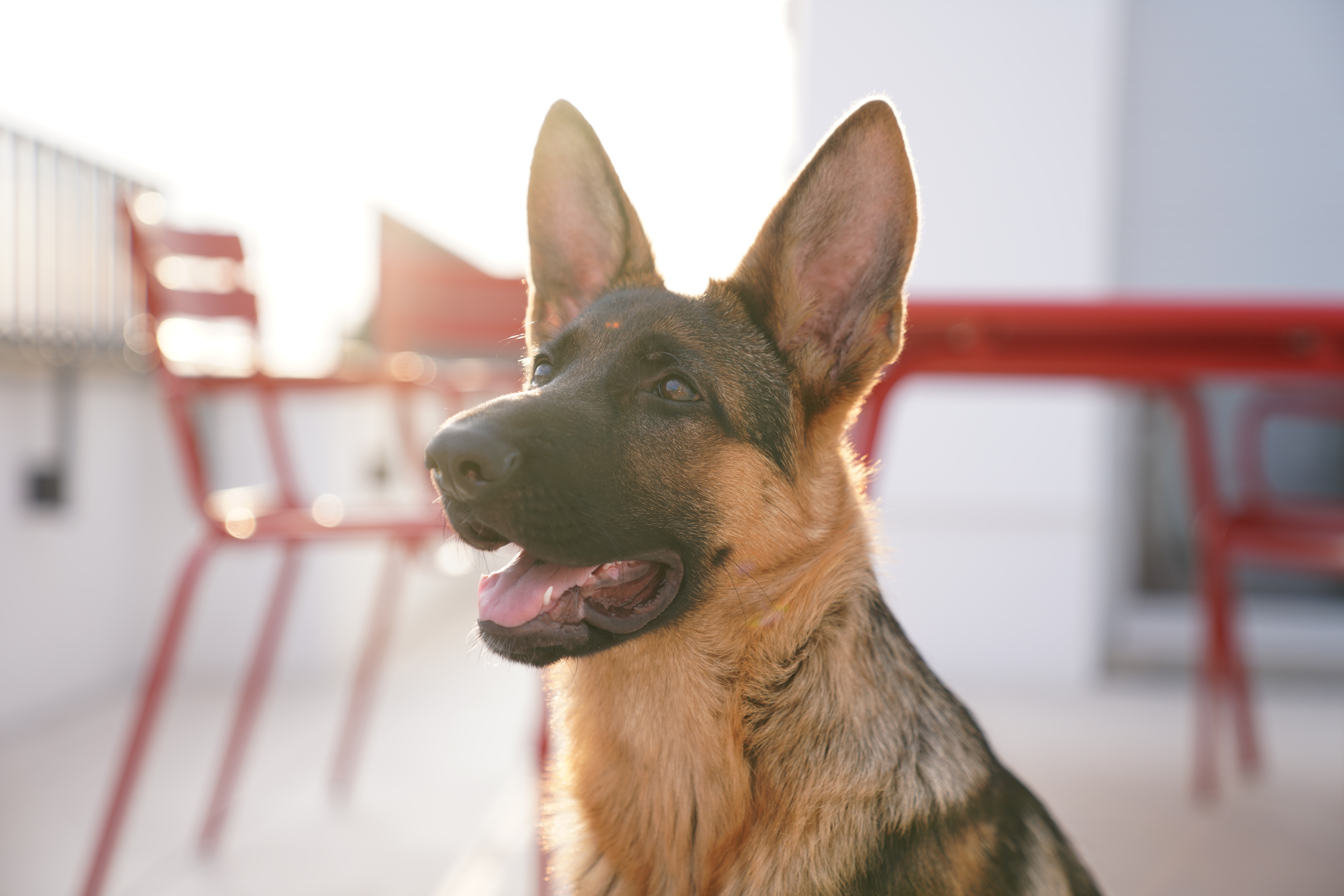 A young German Shepherd puppy portrait.