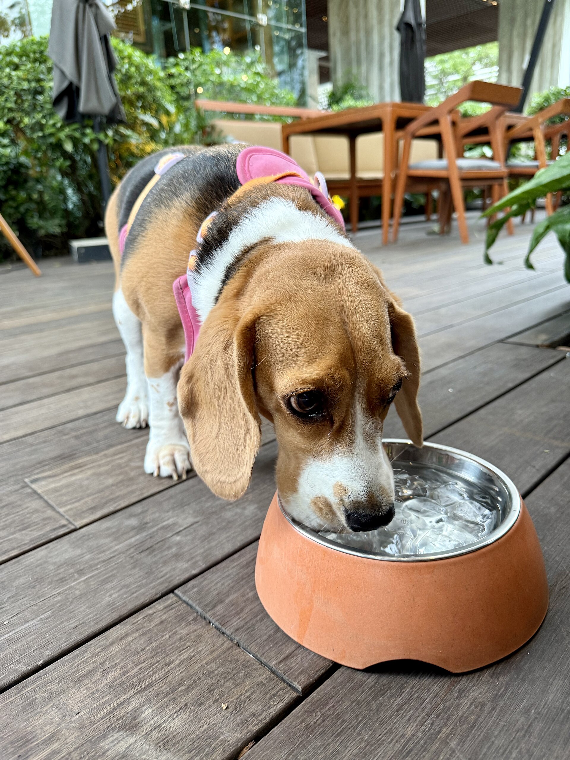 A Beagle drinking fresh water from a bowl