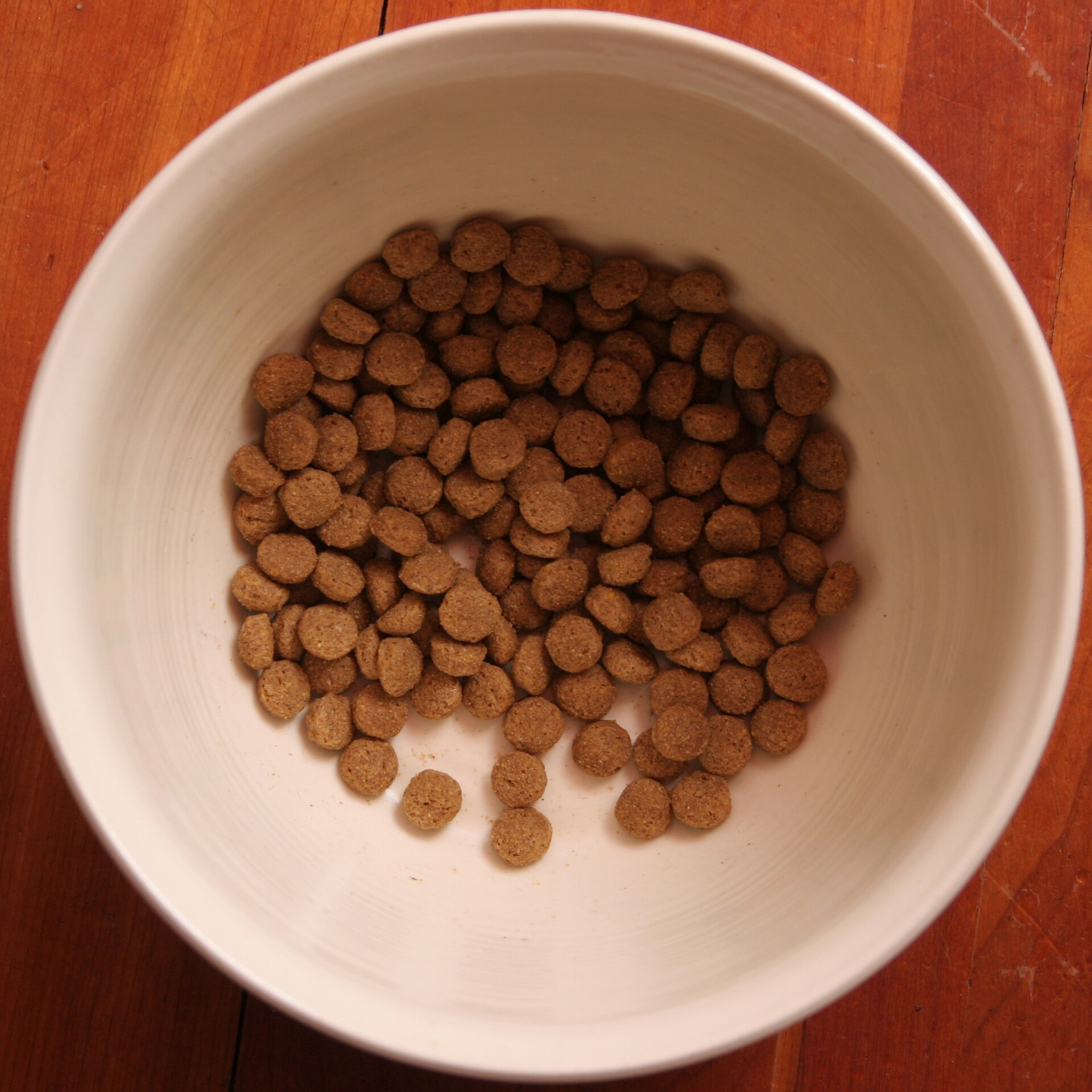 Dry dog food measured into a bowl