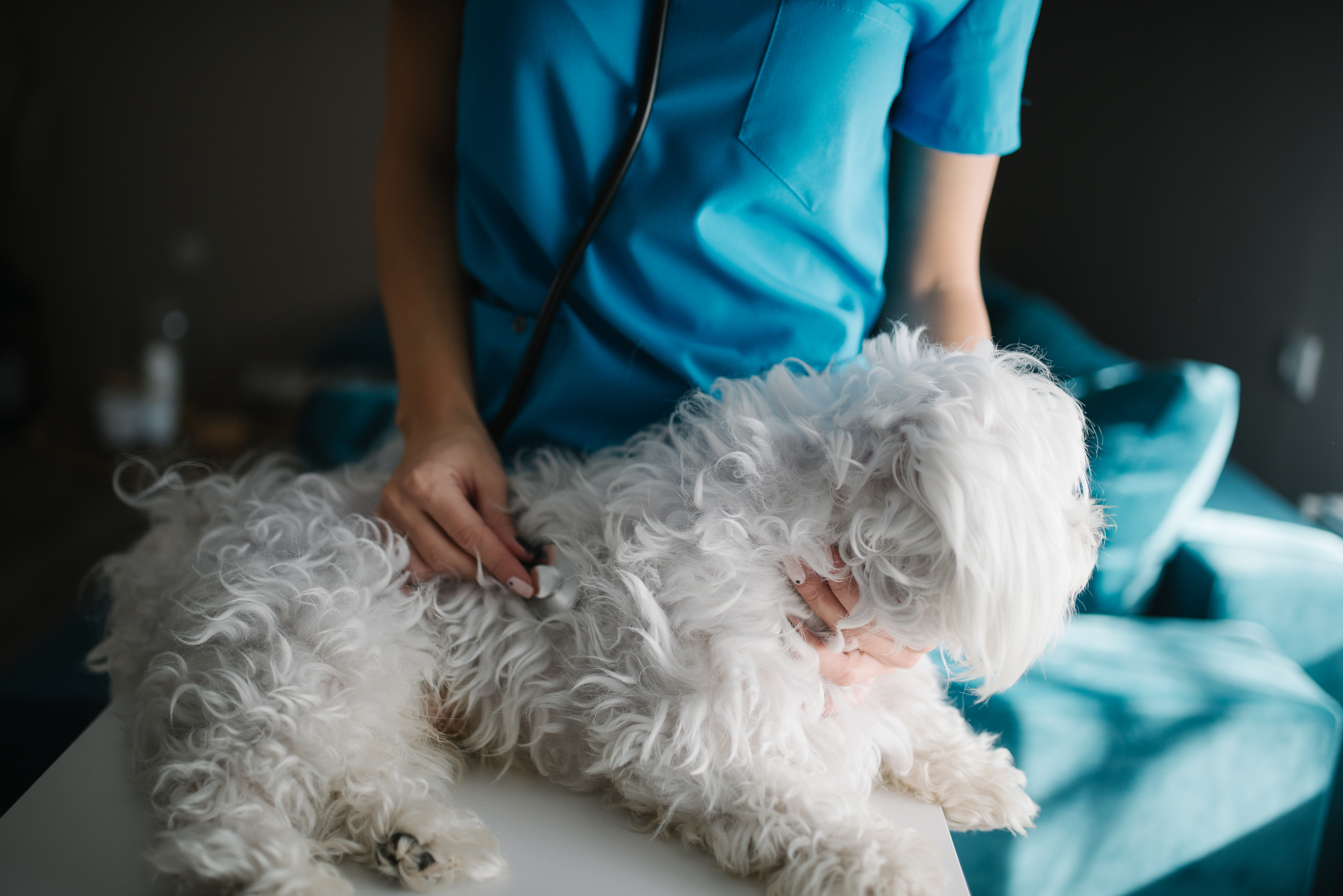 A veterinarian examining a small dog